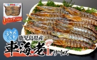 活き〆冷凍 車海老 Lサイズ 300g  鹿児島県産 (養殖)