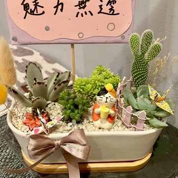 冬至柚子茶 貓 台中多肉組盆 多肉植物 植栽送禮 生日 日本decole
