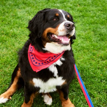 萌寵精選禮【HAY丹麥當代家居設計】Dogs Scarf / 寵物領巾 - 紅色