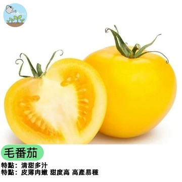 🍑【超稀有】毛番茄 蜜桃品系種子 水蜜桃香氣 水果番茄 皮薄多汁超甜 陽台盆栽 高產易種 绒毛可愛