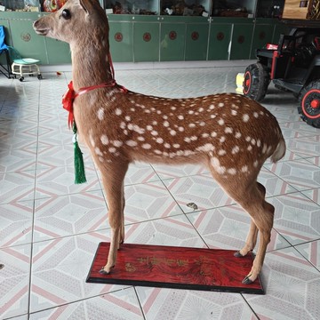 爆殺同行！免運 鹿標本 鹿模型 專業梅花鹿標本定做定制  梅花鹿標本 特價出 八折下殺 快速出貨