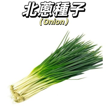 嘉儀現貨（北蔥種子）小香蔥種子四季易種 香味濃，耐熱性強，抽苔開花較早 陽台室內盆栽蔥種子農家自留種#蔥類種子
