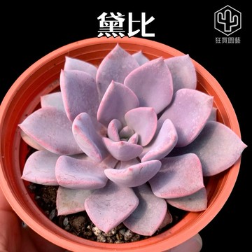 [狂買園藝] 多肉植物 黛比 3寸盆 經典款紫色多肉 /景天科/仙人掌/小品盆栽/送禮小物/