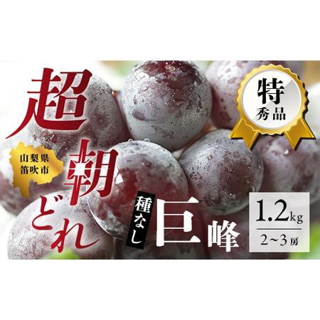 ふるさと納税 ＜2024年先行予約＞超朝採れ ぶどうの王様 巨峰 2〜3房 約1.2kg※冷蔵発送(2024年8月中旬から順次発送予定) 産地直送 山梨県 笛吹.. 山梨県笛吹市