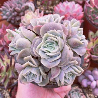 多肉植物 seエケベリア プロリフィカ錦 多肉植物 エケベリア 9cmポット ... 多肉植物 seエケベリア プロリフィカ錦 多肉植物 エケベリア 9cmポット ...