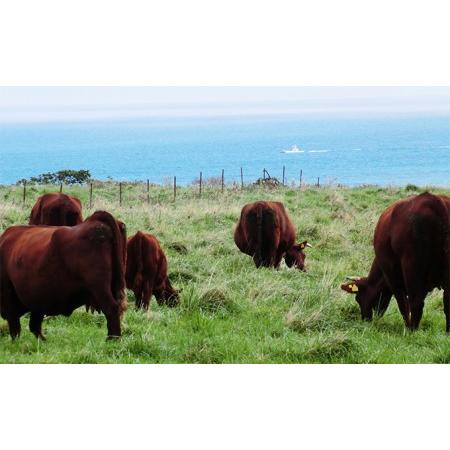 ふるさと納税 リブロースステーキセット 北海道えりも町