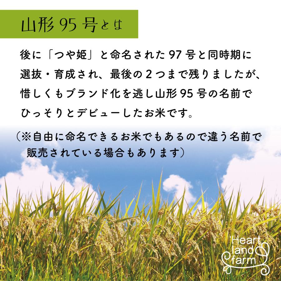 新米 5kg お米 山形95号 山形県 令和5年産 送料無料（一部地域を除く） 精白米