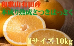 こだわりの和歌山有田産木成り熟成さつき八朔 10kg(Mサイズ) ※2024年4月上旬～4月下旬ごろ順次発送