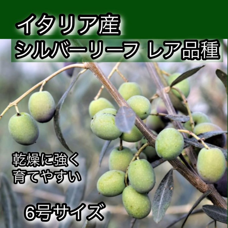 小倉園 オリーブ・モライオロ 6号鉢 オリーブの木 鉢植え 庭木 希少