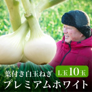 浜松篠原産プレミアムホワイト 辛くない！芳醇な甘さとみずみずしさが魅力12月下旬