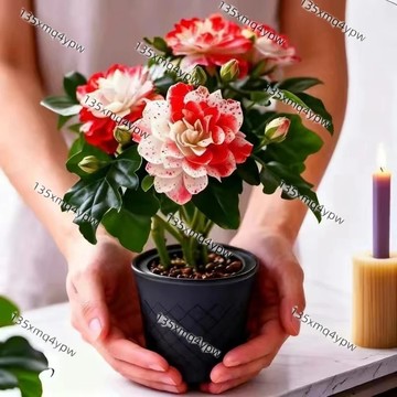 台灣現貨 春羽花種子（250粒） 新品種 四季陽台花卉綠植 室內外 盆栽花卉種子 四季淨化空氣 多年生花卉種子 多年生