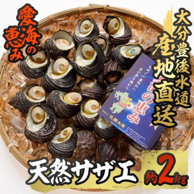 ふるさと納税 佐伯市 天然 サザエ (約2kg)