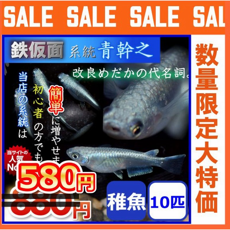 メダカ 鉄仮面系統青幹之メダカ 青みゆきメダカ 稚魚10匹 通販 Lineポイント最大0 5 Get Lineショッピング