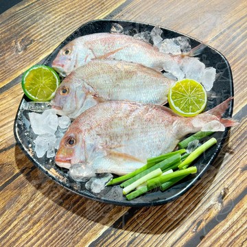 【饕針】真鯛 (4/5P) 600g ±10%　嚴選真鯛魚片 新鮮急凍 保留純粹海味 肉質細緻柔嫩 鮮甜不膩