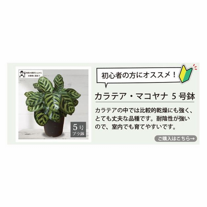 農場直送！カラテア アソートセット 3.5号鉢 10鉢 観葉植物 ［1鉢1,860