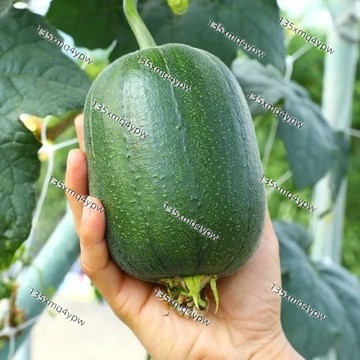 台灣 絲瓜種子大全（100粒）特長絲瓜種子 特長菜瓜 長棒絲瓜種子 長棒菜瓜 翠白絲瓜 菱角絲瓜 絲瓜(菜瓜)種子