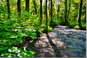 風景写真パネル 福島 裏磐梯 初夏の長瀬川 インテリア パネル アートパネル 写真 プレゼント ギフト お祝い 結婚 新築 誕生日 記念日 年