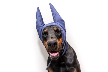 海軍藍 Doberman Winter Hat Doberman Warmer Pitbull Hat Doberman Winter Snood Dog