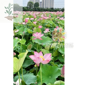 青禾園藝（大型荷花種子） 池塘磨盤種子高產藕產蓮子盆栽魚塘大田觀賞&食用藕種子四季播種花卉綠植#台灣自留種