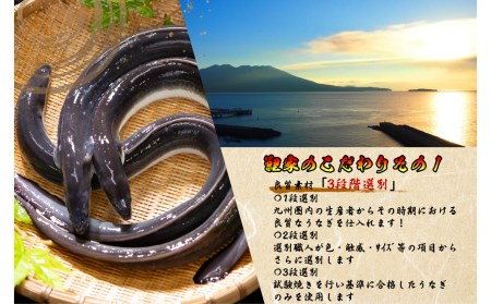 1707-1 大人気！鯉家の極上蒲焼「簡単！大トロカットうな重(10袋・1,000g［100g×10袋］)」