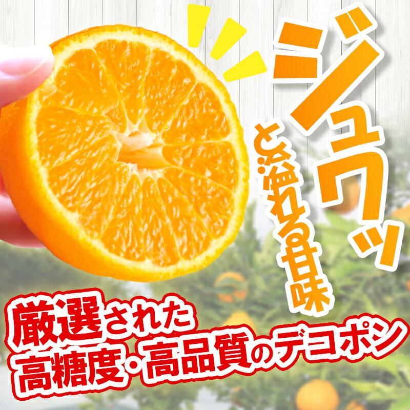  フルーツ 熊本県産 デコポン 約3kg (10〜12玉) 果物 柑橘 みかん ミカン でこぽん 青果 箱 ギフト 高級 送料無料 CG046