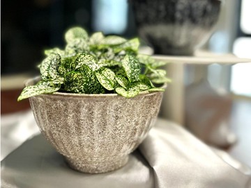 國產竹羅馬紋花器 (6吋/碗型)