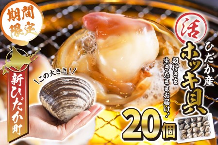 北海道産 活ホッキ 貝 20個