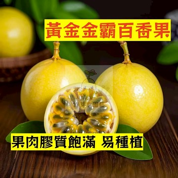 🌱早熟高產 黃金金霸百香果種子BXG-7 掛果率好 不挑地 易種植 易生長 熱情果 高產 抗病抗旱易種植高產爬藤水果種子