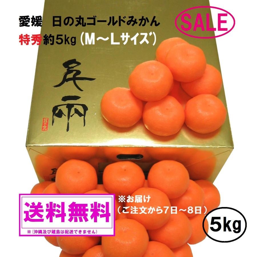 愛媛 日の丸ゴールドみかん 5ｋｇ　M又はL