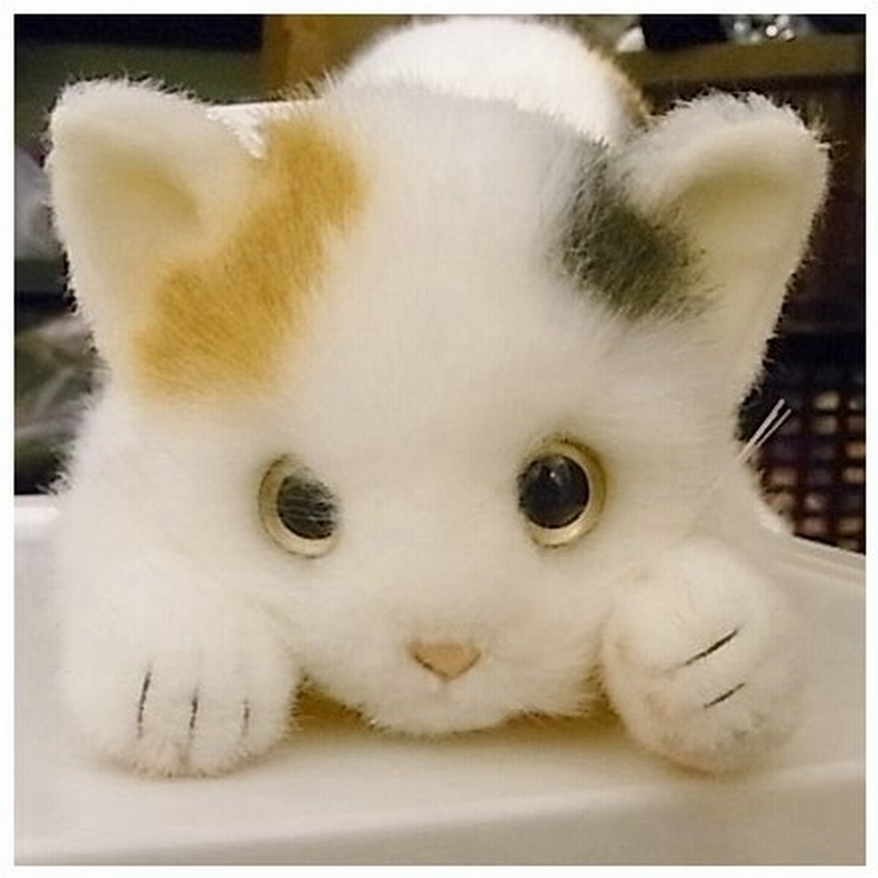 ミケネコ L 童心 日本製リアルシリーズ 三毛猫 ぬいぐるみ 猫 ネコ 通販 Lineポイント最大0 5 Get Lineショッピング