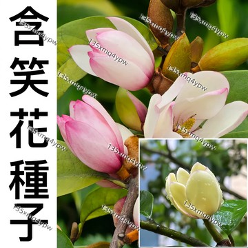 現貨新手易種【含笑花種子】（50粒） 四季濃香深山含笑花 含笑花種子 樂昌含笑/紅花含笑樹種子 濃香型花卉 觀賞花卉種子