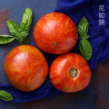 青禾園藝（五彩番茄種子）FQ-32🍅中早熟~圓形外形美觀爽口多汁五彩柿子多年生盆栽果菜蔬菜種子#tomato