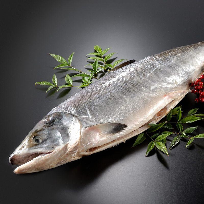 サーモン専門店岩松 北海道産 新巻鮭（秋鮭）一本物 約3kg 化粧箱入