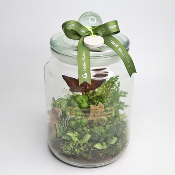 【植物生態瓶】DIY材料包+教學影片/特大款