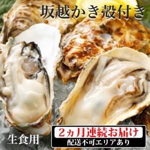 ふるさと納税  定期便 牡蠣 坂越かき 殻付き牡蠣 28個 オイスターナイフ付き[ 生牡蠣 かき カキ 殻付 生食 冬牡蠣 兵庫県赤穂市