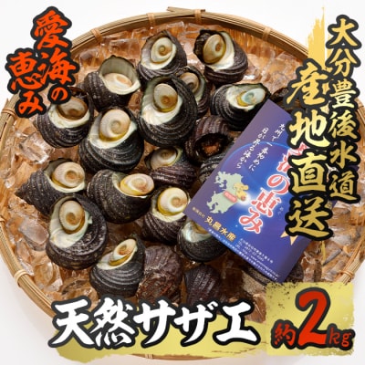 天然 サザエ (約2kg)