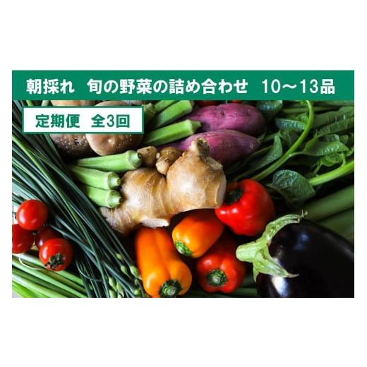 ふるさと納税 高知県 香美市 旬の朝採れ土佐野菜詰め合わせ(10〜13品目)