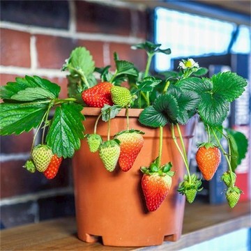 現貨速發【稀有品種草莓種子】四季播種 易爆盆 爬藤草莓 奶油草莓 白草莓 章姬草莓新種籽發芽率超高陽台庭院盆栽高產