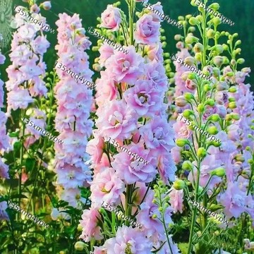 現貨【重瓣大花飛燕草種子】 四季種植 30天爆花！庭院驅蟲觀賞花卉盆栽四季庭院陽台多年生易種耐寒耐旱新手花海種子