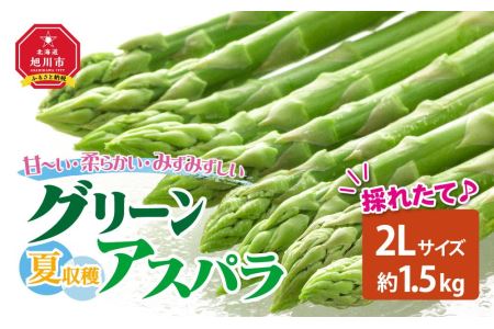 夏収穫グリーンアスパラ 2Lサイズ 1.5kg (2024年7月下旬～発送開始予定）