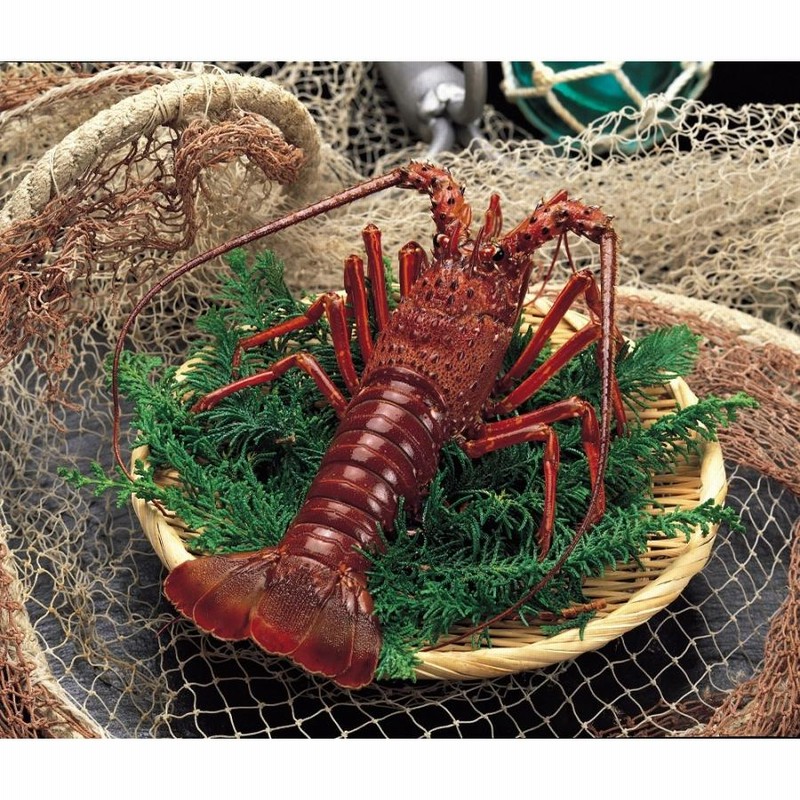 ⚠️こっしー0424商品⚠️伊勢海老 伊勢海老｜純金/銀製ガラスケース - HIKARI GALLERY｜高級縁起物