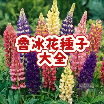 🔥 現貨速發 魯冰花種子🔥5個品種 一份20粒 四季易種 多年生 耐寒室內陽臺 庭院 盆栽 羽扇豆花種子 花卉種子