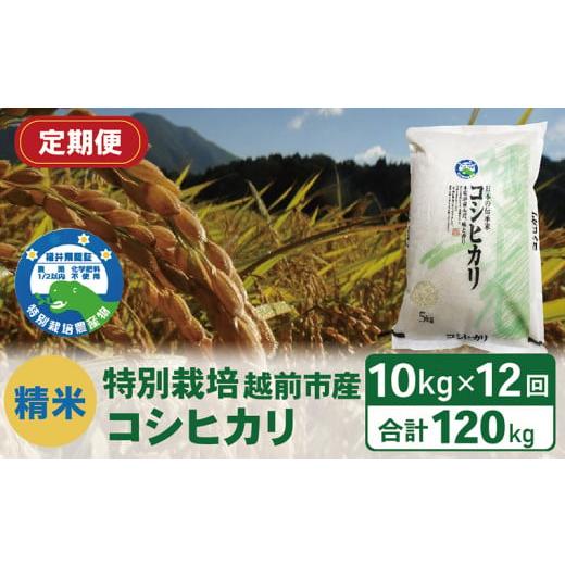 ふるさと納税 福井県 越前市 （令和5年度新米 精米）特別栽培 越前市産コシヒカリ 10kg×12回