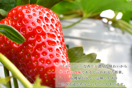 奈良県の高級イチゴ「古都華」1月-3月   国産 奈良県 果物 フルーツ イチゴ いちご 苺 期間限定 数量限定 先行予約 農福連携