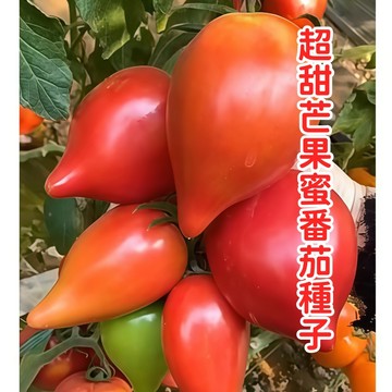 現貨現發【超甜芒果蜜番茄種子】水果西紅柿種子 大聖女果種子 沙瓤陽台種菜春季蔬菜種子 高產量 新手易種 陽台露台種植種子