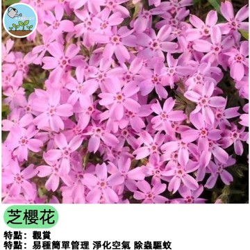 12h出貨芝櫻花種子日本 福祿考花籽 花卉種子 低矮 耐寒 四季開花 室外陽臺 見土就活 花子