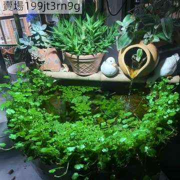 現貨🍀【天胡荽種子】🍀（250粒）四季生態魚缸專用天湖荽水草種子 活體魚缸裝飾水草 淡水植物種籽 水族箱懶人布前景水草種