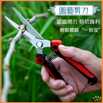台灣現貨🚢采摘水果剪刀 葡萄稀果剪刀 修枝果枝樹枝剪 專業不銹鋼尖頭果園摘果剪 園藝剪 修花剪刀