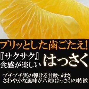 ふるさと納税 みかん はっさく 八朔 2kg 訳あり  ブランド 和歌山 有田みかん ありだみかん 和歌山県有田川町