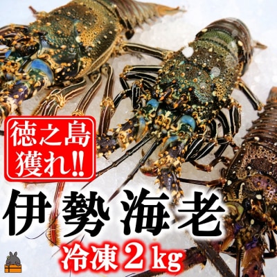 新鮮なまますぐ冷凍!!徳之島産冷凍伊勢海老2kg(3尾～5尾)